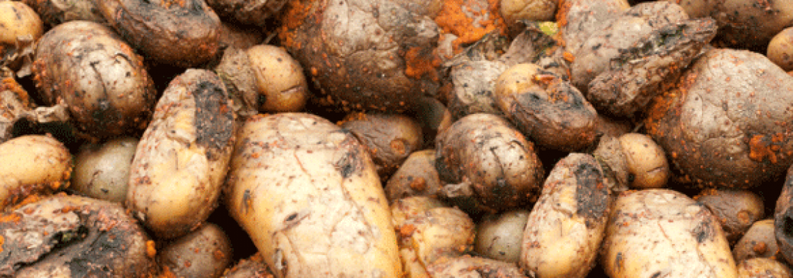 Potato – Diseases And Symptoms