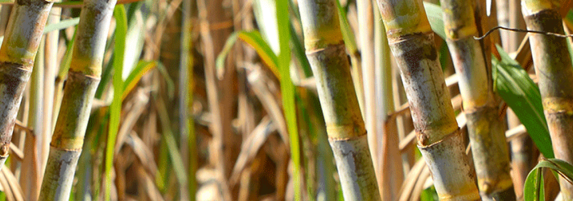 Productivity Improvement In Sugarcane By Using Sulphur