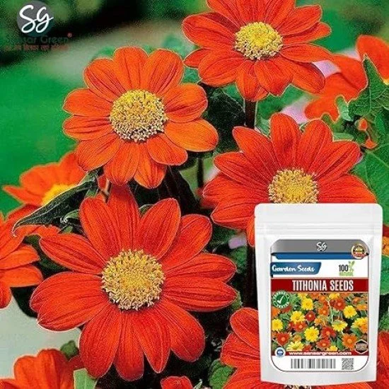 Sansar Green Tithonia Flower Seeds 10gram Sansar Green Tithonia Flower Seeds 10gram